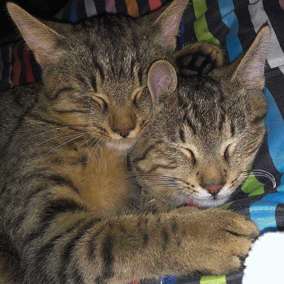T'Choupi Et Stitch