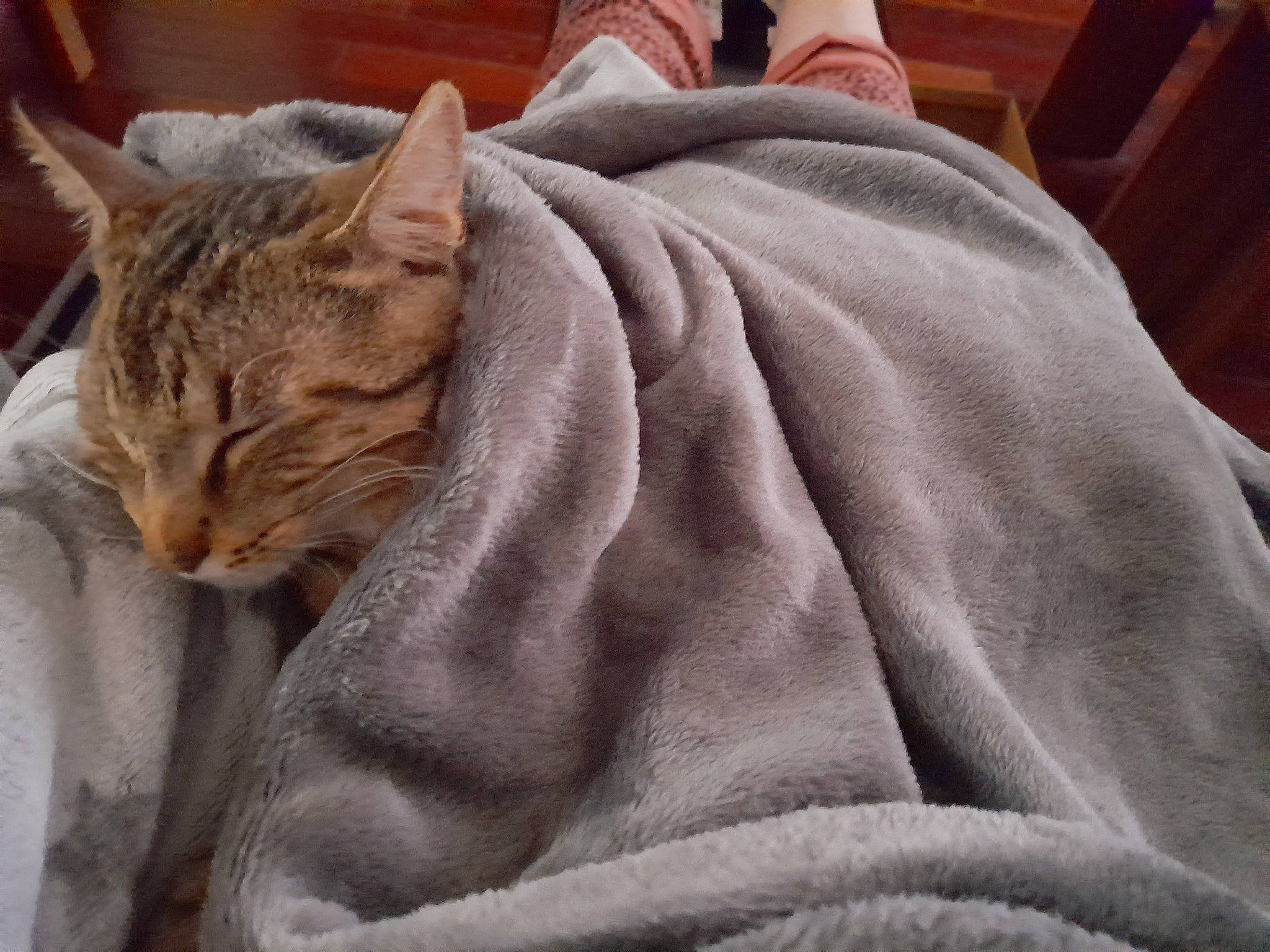 T'Choupi Et Stitch participe au concours pour gagner de l'argent avec cette photo : bedding, carnivore, cat, claw, comfort, domestic_short_haired_cat, fawn, felidae, fur, grey, linens, nap, sitting, sleep, small_to_medium_sized_cats, snout, terrestrial_animal, whiskers, window, wrinkle