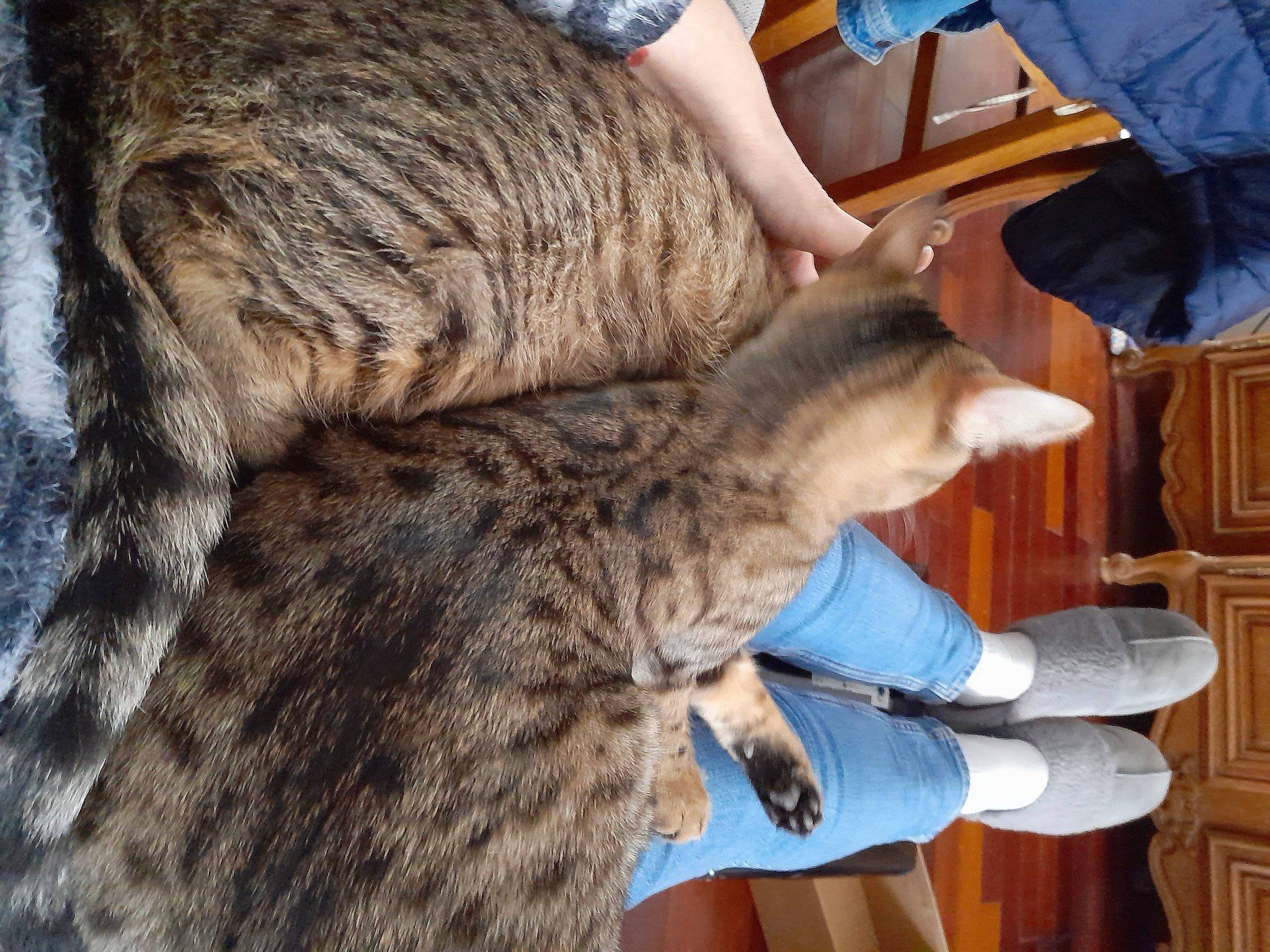 T'Choupi Et Stitch participe au concours pour gagner de l'argent avec cette photo : cabinetry, canidae, carnivore, cat, chair, domestic_short_haired_cat, door, ear, fawn, felidae, fur, small_to_medium_sized_cats, snout, sporting_group, tail, terrestrial_animal, whiskers, wildlife, wildlife_biologist, wood