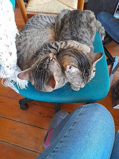 T'Choupi Et Stitch participe au concours pour gagner de l'argent avec cette photo : blue, carnivore, cat, claw, comfort, denim, domestic_short_haired_cat, fawn, felidae, fur, human_leg, lap, nap, small_to_medium_sized_cats, tail, textile, thigh, whiskers, wood, wool