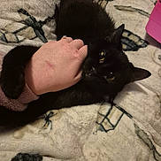 Binky joined the competition — help win amazing prizes! animal, black_cat, blanket, closeup, clothing, comfort, cozy, cute, domestic, fur, hand, human, indoor, interaction, pattern, pet, playful, resting, skin, warm