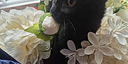 Binky joined the competition — help win amazing prizes! animal, black_cat, close_up, cozy, curious, cute, dark_fabric, feline, flora, flowers, indoor, kitten, natural_light, pet, plant, soft_light, still_life, whiskers, white_flowers, window