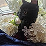 animal, black_cat, close_up, cozy, curious, cute, dark_fabric, feline, flora, flowers, indoor, kitten, natural_light, pet, plant, soft_light, still_life, whiskers, white_flowers, window