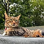 Xena is registered to the contest to win money with this photo: cat, tabby_cat, outdoor, tree, roof, greenery, pet, animal, relaxed, lying_down, fur, whiskers, ears, collar, nature, daylight, closeup, portrait, mammal, curious
