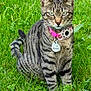 alert, animal, cat, close_up, collar, cute, domestic_cat, ears, fur, grass, greenery, name_tag, nature, outdoor, pet, sitting, striped, tabby_cat, tail, whiskers