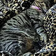 Xena is registered to the contest to win money with this photo: cat, tabby_cat, sleeping, cozy, blanket, leopard_print, fur, pet, domestic_animal, resting, pink_collar, closeup, striped, animal, cute, soft, indoor, relaxed, feline, warm