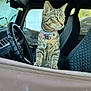 Xena is registered to the contest to win money with this photo: cat, tabby_cat, car_interior, steering_wheel, car_door, pet_collar, green_eyes, curious, animal, feline, vehicle, seat, window, indoor, looking_out, domestic_cat, striped_fur, four_legs, whiskers, collar_tag