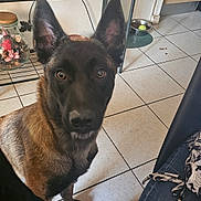 Victoire participe au concours pour gagner de l'argent avec cette photo : dog, indoor, floor_tile, shelf, decor, bottle, box, food_bowl, tennis_ball, brown_fur, black_fur, ears, eyes, pet, animal, curious, looking_up, tile_floor, furniture, home