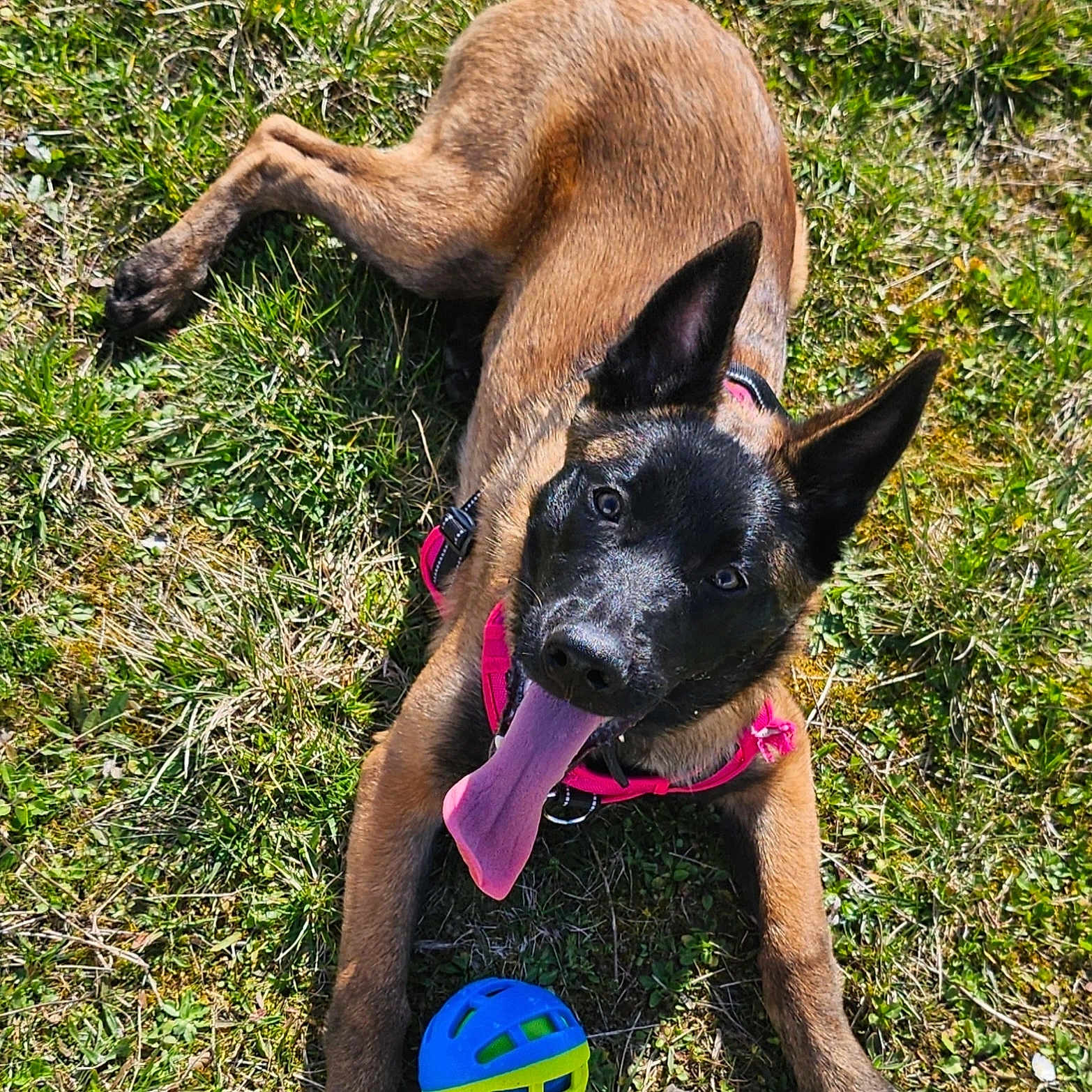 Victoire a rejoint le concours — aidez-le/la à gagner de superbes lots ! animal, ball, canine, cheerful, closeup, dog, ears, grass, happy, lying_down, nature, outdoor, pet, pink_harness, playful, puppy, summer, sunlight, tongue_out, young_dog
