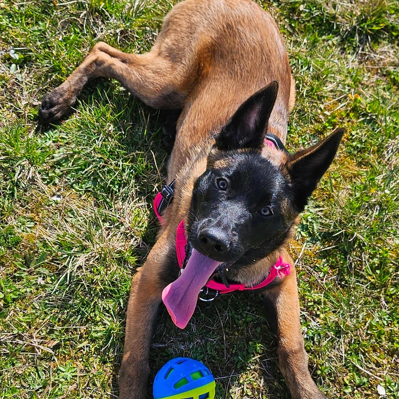 Victoire a rejoint le concours — aidez-le/la à gagner de superbes lots ! dog, puppy, grass, outdoor, pet, happy, tongue_out, playful, ball, canine, animal, ears, pink_harness, young_dog, nature, summer, sunlight, closeup, lying_down, cheerful