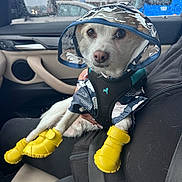 Rocky Dorfmann is registered to the contest to win money with this photo: dog, raincoat, yellow_boots, car_interior, rain, window, person, lap, seatbelt, wet, plastic_hood, pet, small_dog, fur, paws, animal_clothing, side_mirror, raindrops, vehicle, cute