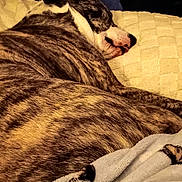 Bear joined the competition — help win amazing prizes! dog, sleeping, brindle, tongue_out, pillow, blanket, indoor, cozy, resting, fur, pet, canine, closeup, comfort, relaxation, couch, home, animal, texture, warm