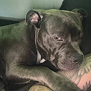 Romey joined the competition — help win amazing prizes! dog, pet, sleepy, tattoo, arm, indoor, resting, canine, fur, closeup, animal, relaxed, companion, couch, domestic_animal, portrait, expression, snout, paw, ear