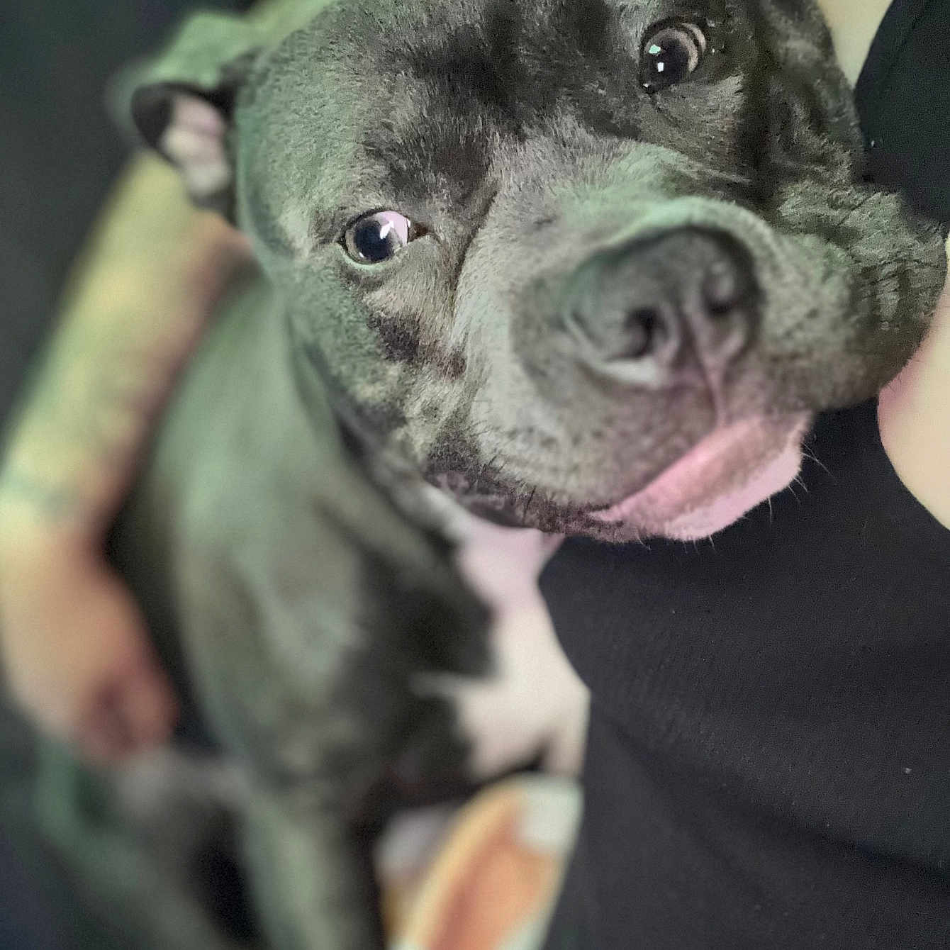 Romey joined the competition — help win amazing prizes! affection, animal, close_up, comfort, companion, cuddle, dog, eyes, face, friendship, fur, gray, human, indoor, love, pet, portrait, relaxation, resting, snout