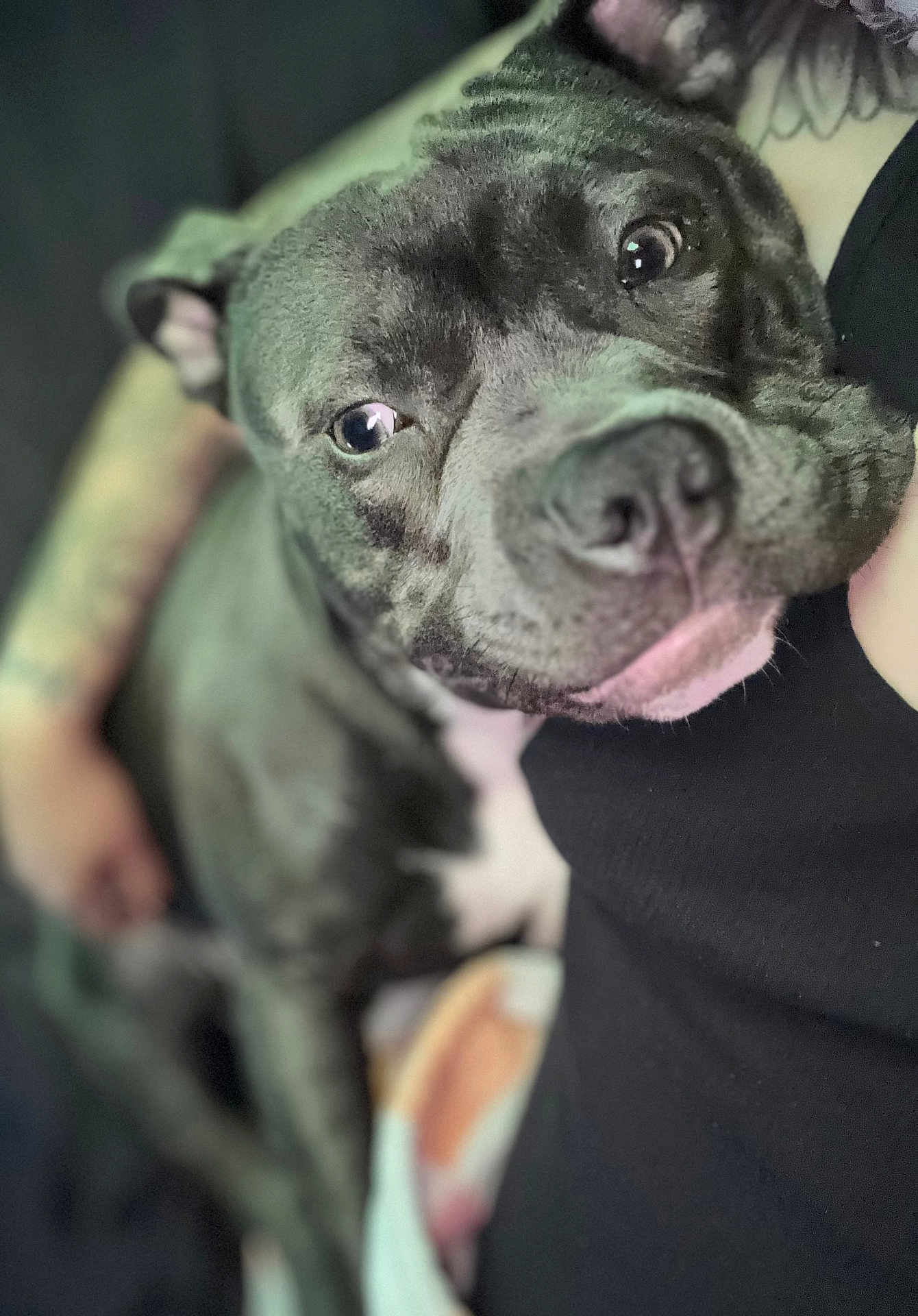 Romey joined the competition — help win amazing prizes! dog, pet, close_up, gray, resting, companion, animal, face, snout, fur, eyes, human, cuddle, comfort, indoor, portrait, relaxation, friendship, love, affection