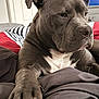 Romey is registered to the contest to win money with this photo: dog, pet, grey_dog, white_chest, paw, bed, bedding, striped_blanket, red_blanket, indoor, canine, resting, close_up, animal, fur, ears, snout, nail, relaxed, companion
