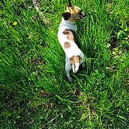 Rocky participe au concours pour gagner de l'argent avec cette photo : dog, small_dog, spotted_dog, outdoors, grass, tall_grass, greenery, nature, garden, park, walking, standing, animal, pet, short_hair, brown_and_white, sunlight, overhead_view, wildflowers, adventure