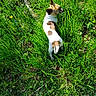 dog, small_dog, spotted_dog, outdoors, grass, tall_grass, greenery, nature, garden, park, walking, standing, animal, pet, short_hair, brown_and_white, sunlight, overhead_view, wildflowers, adventure