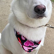 Brodie is registered to the contest to win money with this photo: dog, white_dog, blue_eyes, bandana, heart_pattern, pet, outdoor, concrete, leash, closeup, sitting, canine, animal, fur, portrait, cute, domestic_animal, muzzle, ears, paw