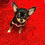 Maya a rejoint le concours — aidez-le/la à gagner de superbes lots ! dog, puppy, chihuahua, small_dog, black_and_tan, cute, pet, animal, fur, ears, carpet, red_carpet, indoors, looking_up, young_dog, tiny, adorable, fluffy, companion, alert