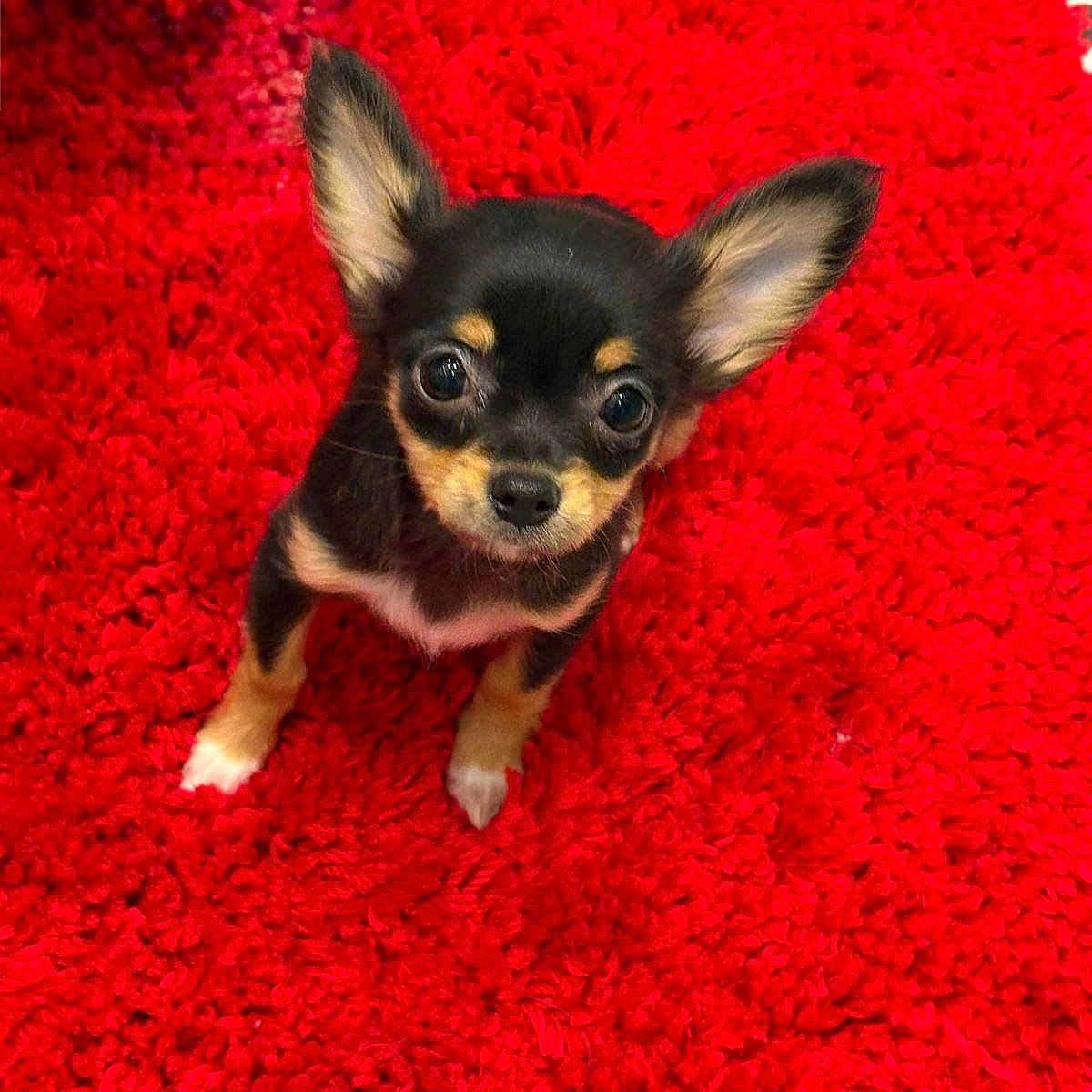 Maya a rejoint le concours — aidez-le/la à gagner de superbes lots ! adorable, alert, animal, black_and_tan, carpet, chihuahua, companion, cute, dog, ears, fluffy, fur, indoors, looking_up, pet, puppy, red_carpet, small_dog, tiny, young_dog