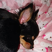 Maya a rejoint le concours — aidez-le/la à gagner de superbes lots ! dog, puppy, sleeping, blanket, pink, cute, small_dog, fur, ears, cozy, nap, closeup, animal, pet, resting, soft, indoors, comfort, black_fur, brown_fur