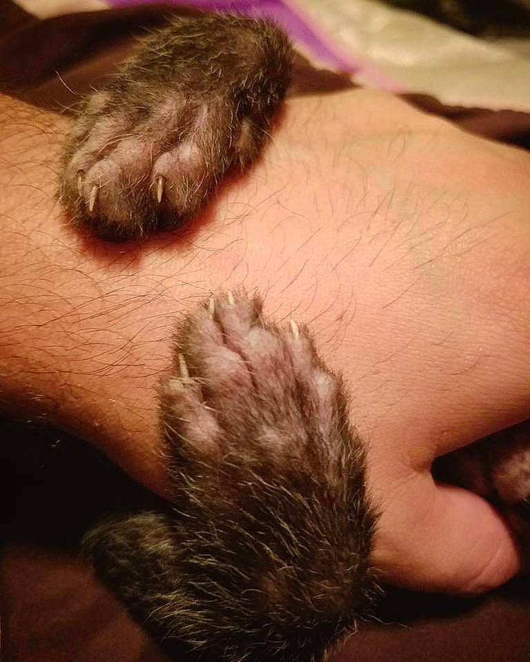 Francois is registered to the contest to win money with this photo: claw, ear, fur, hand, paw, skin, tail