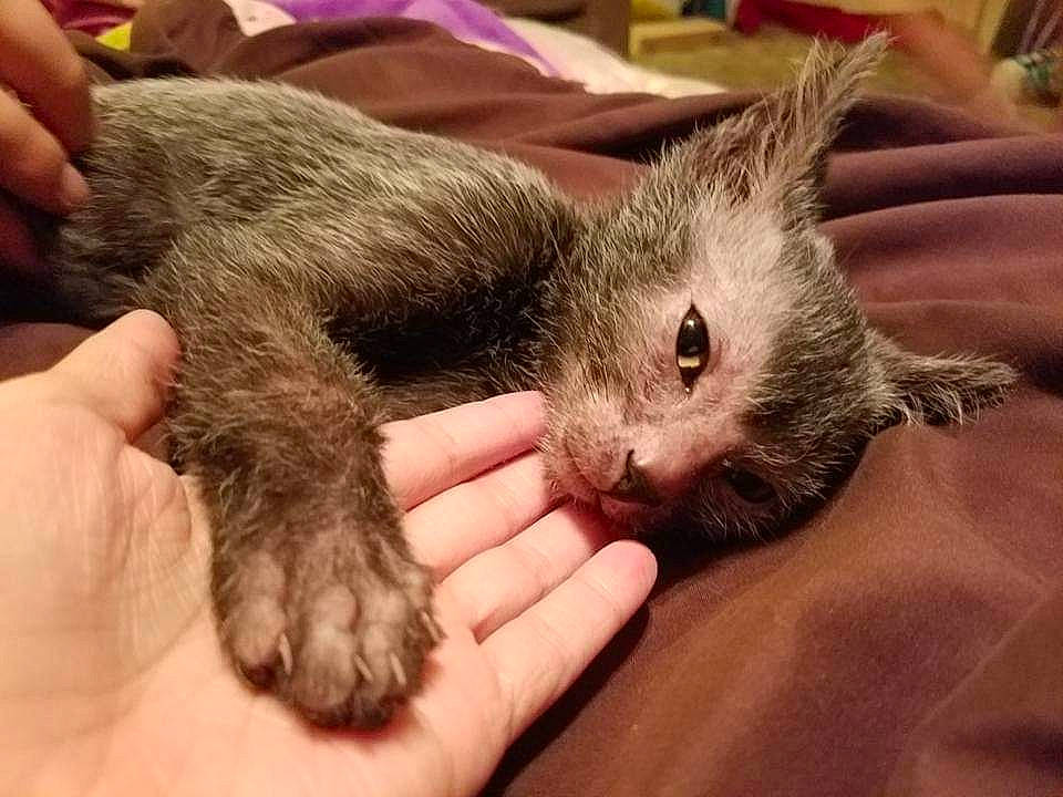 Francois is registered to the contest to win money with this photo: carnivore, cat, claw, felidae, fur, kitten, nebelung, small_to_medium_sized_cats, snout, whiskers