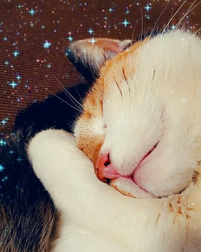 Princess Peach is registered to the contest to win money with this photo: carnivore, cat, claw, close_up, ear, eye, fawn, felidae, fur, kitten, nap, nose, paw, skin, sleep, small_to_medium_sized_cats, snout, tail, turkish_van, whiskers