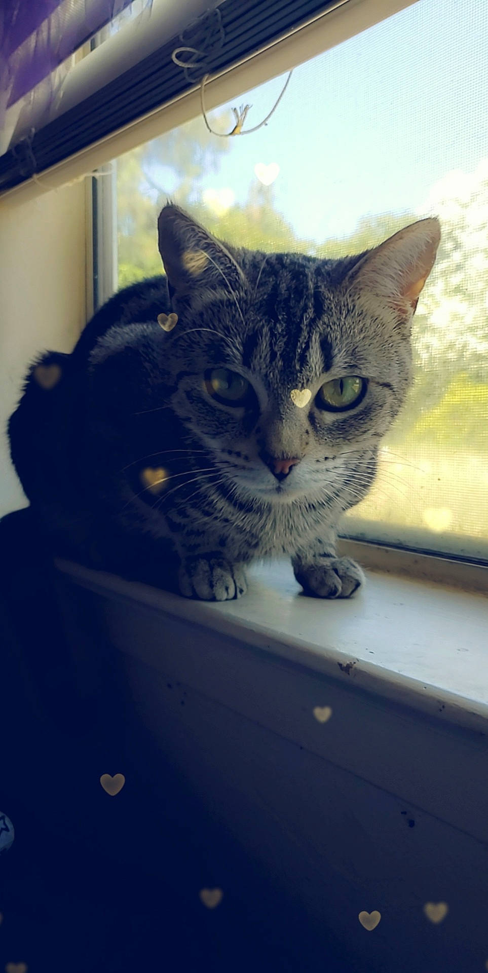 Ditto Ones is registered to the contest to win money with this photo: aegean_cat, american_shorthair, asian, california_spangled, carnivore, cat, domestic_short_haired_cat, dragon_li, european_shorthair, felidae, kitten, mammal, ojos_azules, polydactyl_cat, small_to_medium_sized_cats, snout, tabby_cat, whiskers