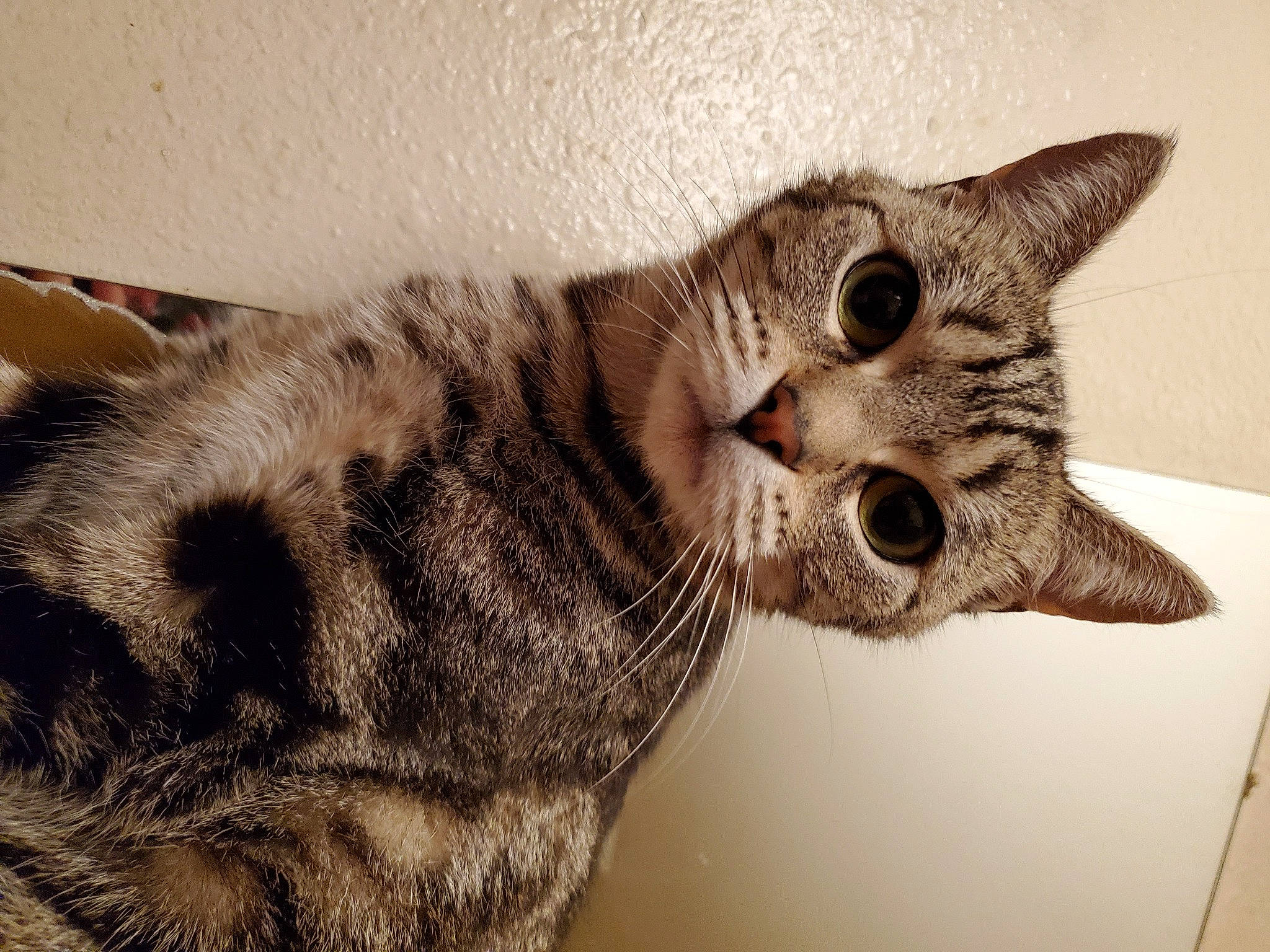 Ditto Ones joined the competition — help win amazing prizes! american_shorthair, asian, australian_mist, california_spangled, carnivore, cat, domestic_short_haired_cat, dragon_li, egyptian_mau, european_shorthair, eye, felidae, fur, kitten, mammal, ocicat, small_to_medium_sized_cats, snout, tabby_cat, whiskers