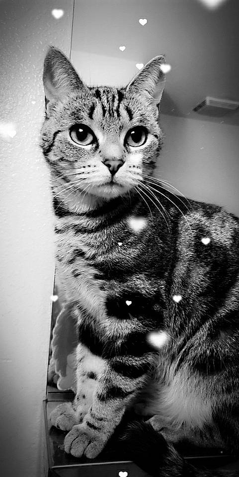 Ditto Ones is registered to the contest to win money with this photo: aegean_cat, american_shorthair, american_wirehair, asian, black_and_white, carnivore, cat, domestic_short_haired_cat, dragon_li, egyptian_mau, european_shorthair, felidae, kitten, mammal, ocicat, small_to_medium_sized_cats, snout, tabby_cat, vertebrate, whiskers