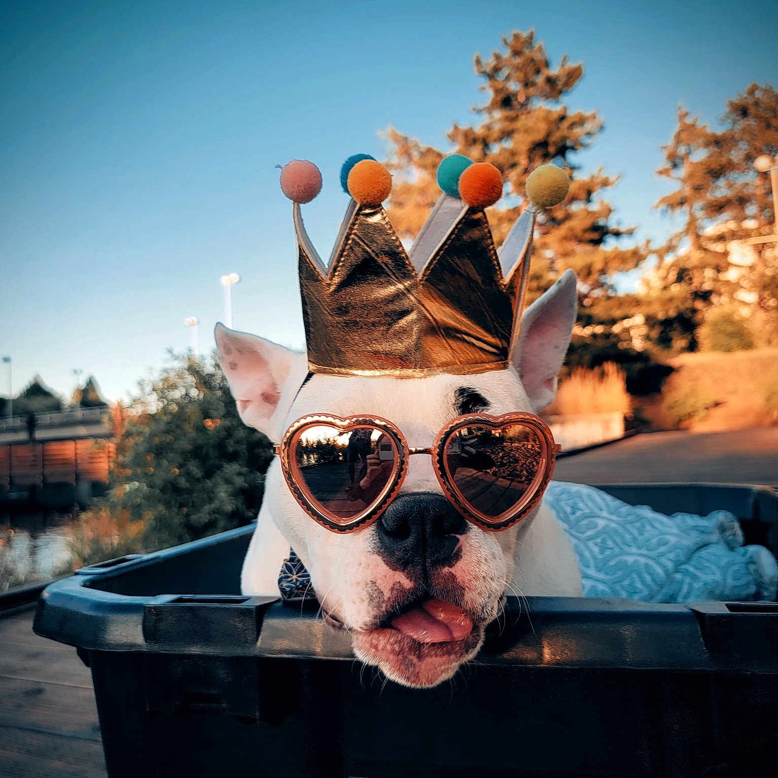 Nanuq joined the competition — help win amazing prizes! event, eyewear, flash_photography, fun, glasses, goggles, happy, hat, headgear, landscape, leisure, personal_protective_equipment, plant, recreation, selfie, sky, sunglasses, travel, tree, vision_care