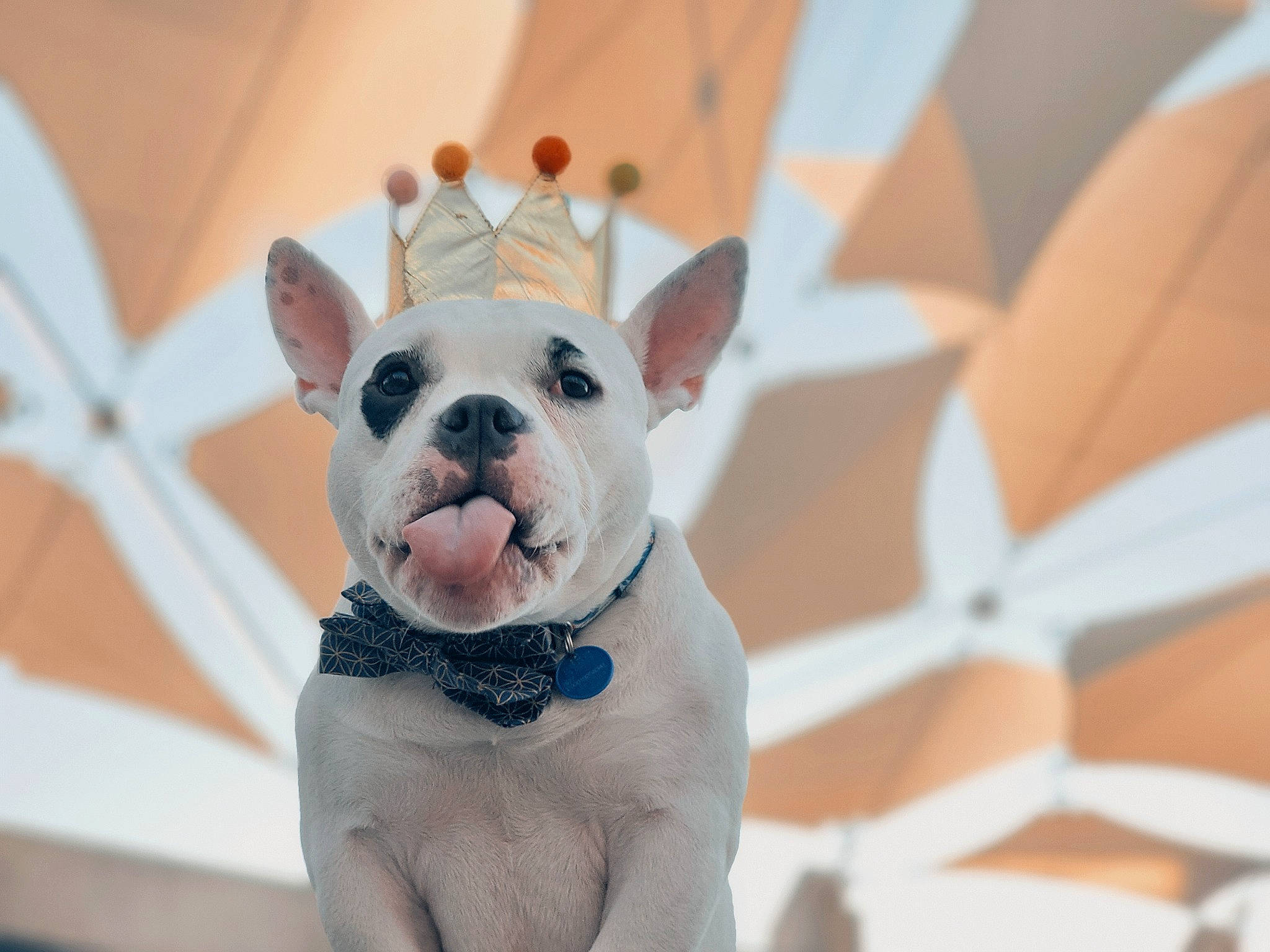 Nanuq joined the competition — help win amazing prizes! canidae, carnivore, companion_dog, dessert, dog, dog_breed, ear, fawn, felidae, fur, happy, head, human_body, nose, party_hat, snout, terrestrial_animal, toy_dog, whiskers, working_animal