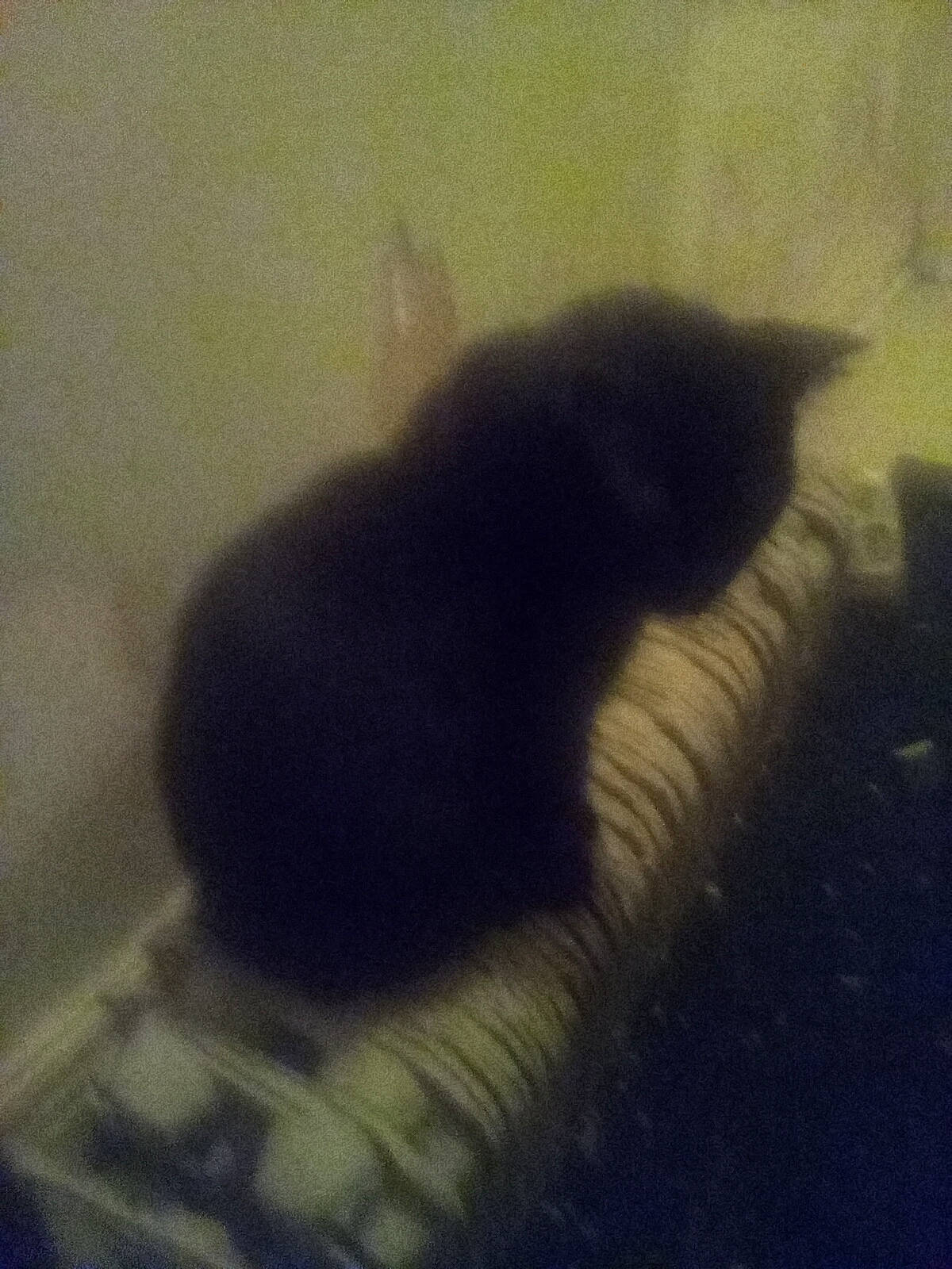 Silver is registered to the contest to win money with this photo: carnivore, cat, cloud, cumulus, darkness, felidae, fur, meteorological_phenomenon, paw, shadow, small_to_medium_sized_cats, snout, square, tail, tints_and_shades, visual_arts, whiskers