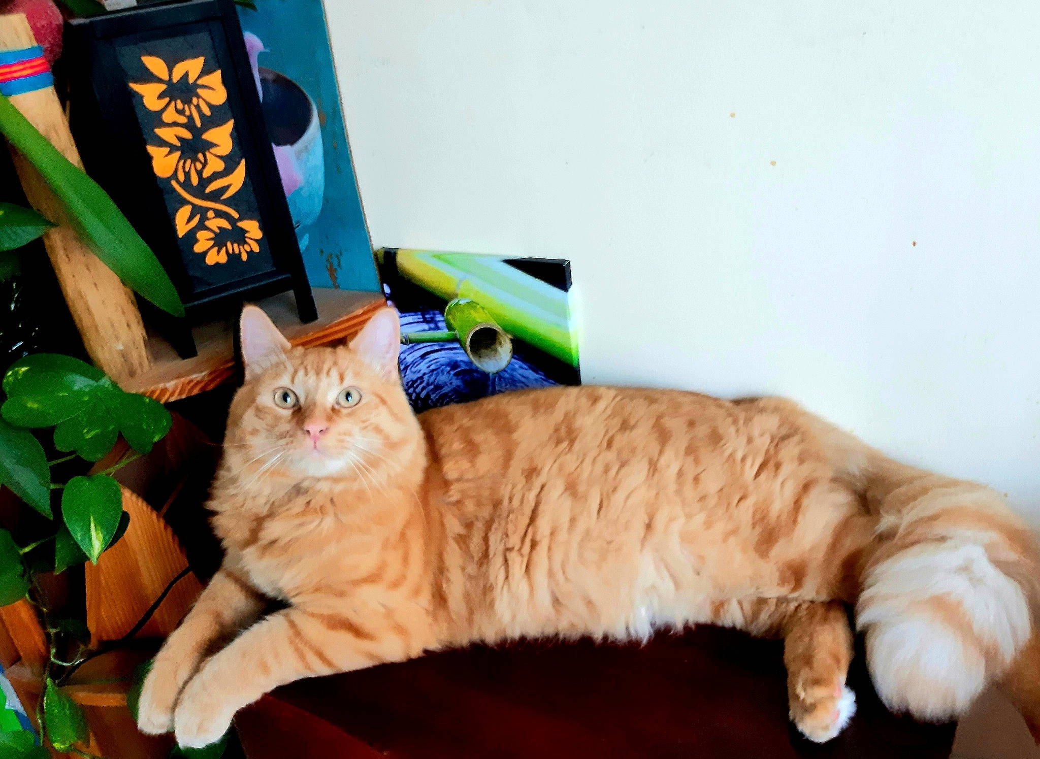 Chapo a rejoint le concours — aidez-le/la à gagner de superbes lots ! asian, carnivore, cat, european_shorthair, fawn, felidae, fur, kitten, maine_coon, mammal, norwegian_forest_cat, paw, ragamuffin, small_to_medium_sized_cats, tabby_cat, tail, whiskers