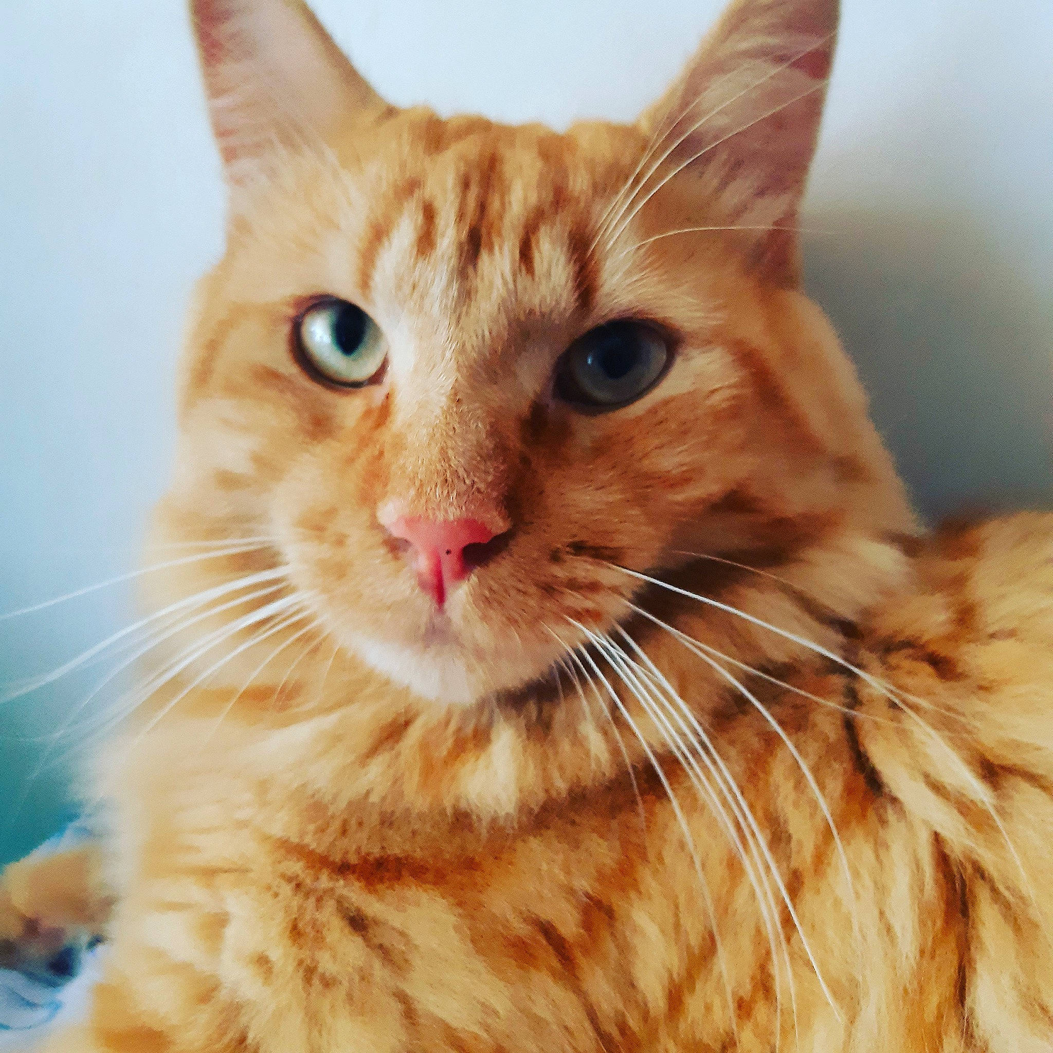 Chapo a rejoint le concours — aidez-le/la à gagner de superbes lots ! aegean_cat, american_wirehair, arabian_mau, asian, australian_mist, carnivore, cat, close_up, domestic_short_haired_cat, european_shorthair, fawn, felidae, fur, german_rex, mammal, small_to_medium_sized_cats, snout, tabby_cat, vertebrate, whiskers