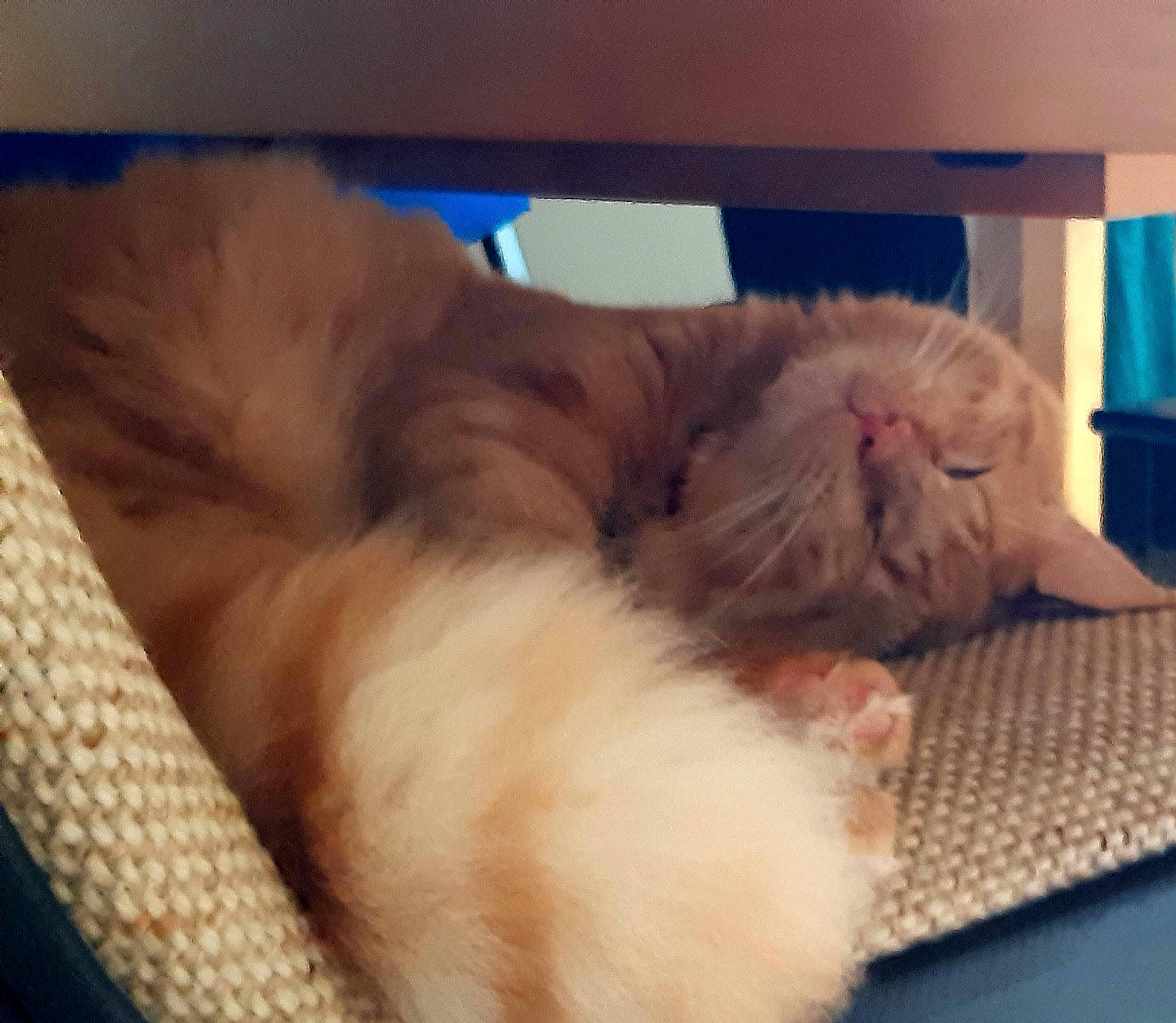 Chapo participe au concours pour gagner de l'argent avec cette photo : british_longhair, british_semi_longhair, carnivore, cat, domestic_long_haired_cat, ear, eye, fawn, felidae, fur, kitten, nap, nose, paw, persian, skin, sleep, small_to_medium_sized_cats, snout, whiskers