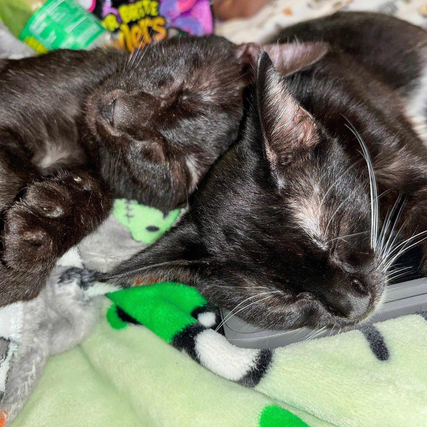 Iris And Karma
