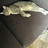 True Religion joined the competition — help win amazing prizes! animal, cat, couch, cozy, floor, fur, furniture, gray, indoor, lying_down, paws, pet, relaxed, sleeping, sofa, striped, sunlight, tabby, whiskers, white
