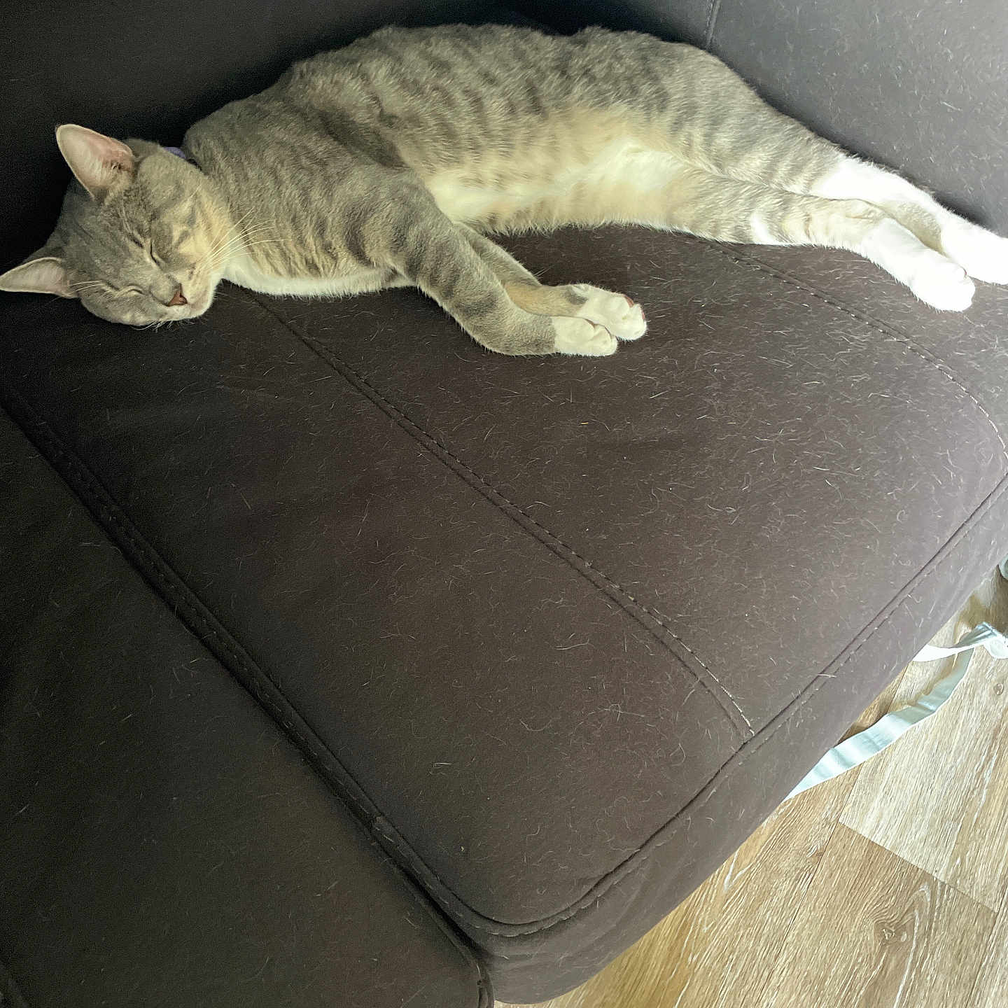 True Religion joined the competition — help win amazing prizes! animal, cat, couch, cozy, floor, fur, furniture, gray, indoor, lying_down, paws, pet, relaxed, sleeping, sofa, striped, sunlight, tabby, whiskers, white