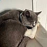 True Religion is registered to the contest to win money with this photo: animal, cat, close_up, collar, cozy, curled_up, ears, fur, gray_cat, indoors, nap, pet, portrait, relaxed, resting, sleeping, sunlight, whiskers, white_paws, window