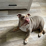 True Religion joined the competition — help win amazing prizes! bulldog, canine, chair, dog, dresser, floppy_ears, funny, furniture, home, indoor, lying_down, paws, pet, portrait, short_coat, stocky, sunlight, white_chest, wood_floor, wrinkled_face