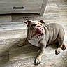 bulldog, canine, chair, dog, dresser, floppy_ears, funny, furniture, home, indoor, lying_down, paws, pet, portrait, short_coat, stocky, sunlight, white_chest, wood_floor, wrinkled_face