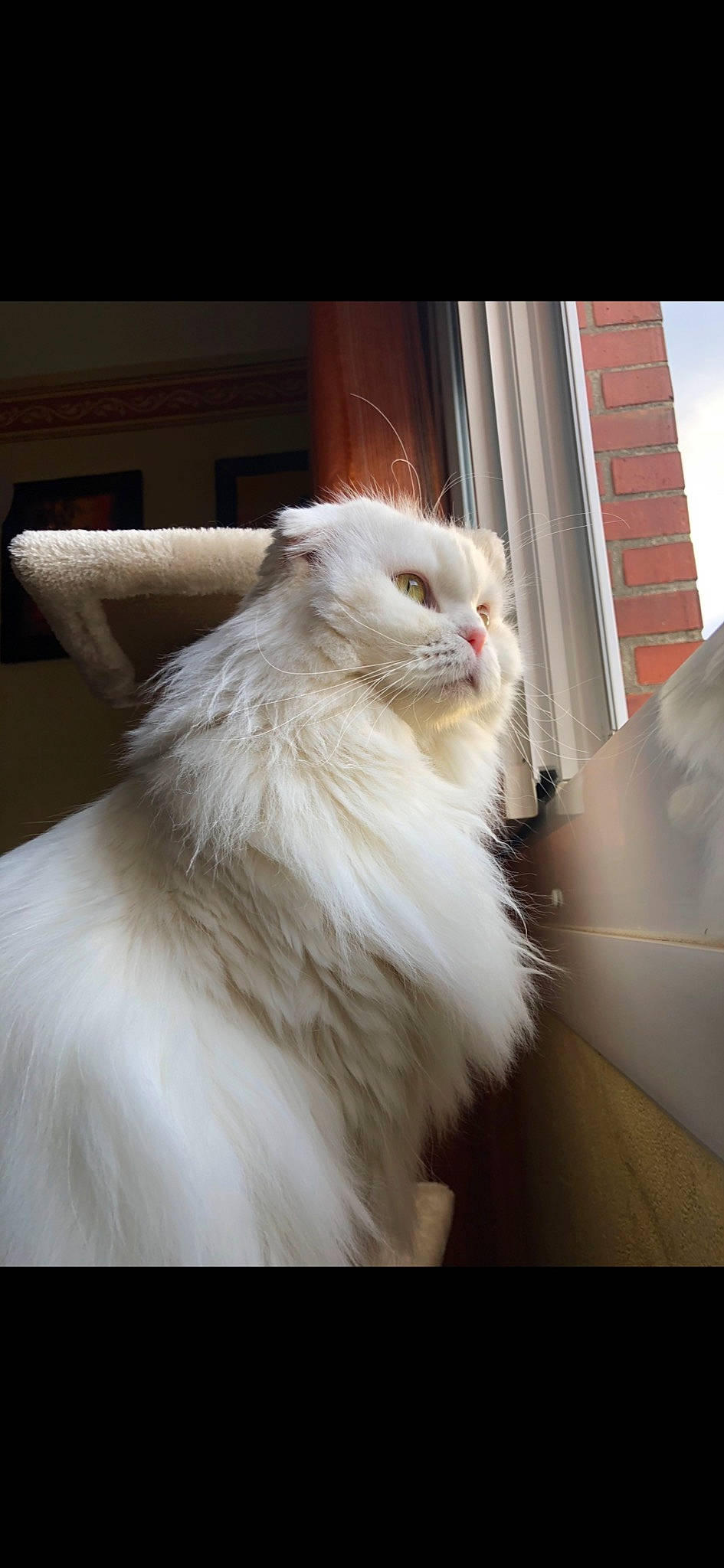 Duchesse a rejoint le concours — aidez-le/la à gagner de superbes lots ! carnivore, cat, fang, felidae, fur, small_to_medium_sized_cats, tail, terrestrial_animal, whiskers, window, windshield