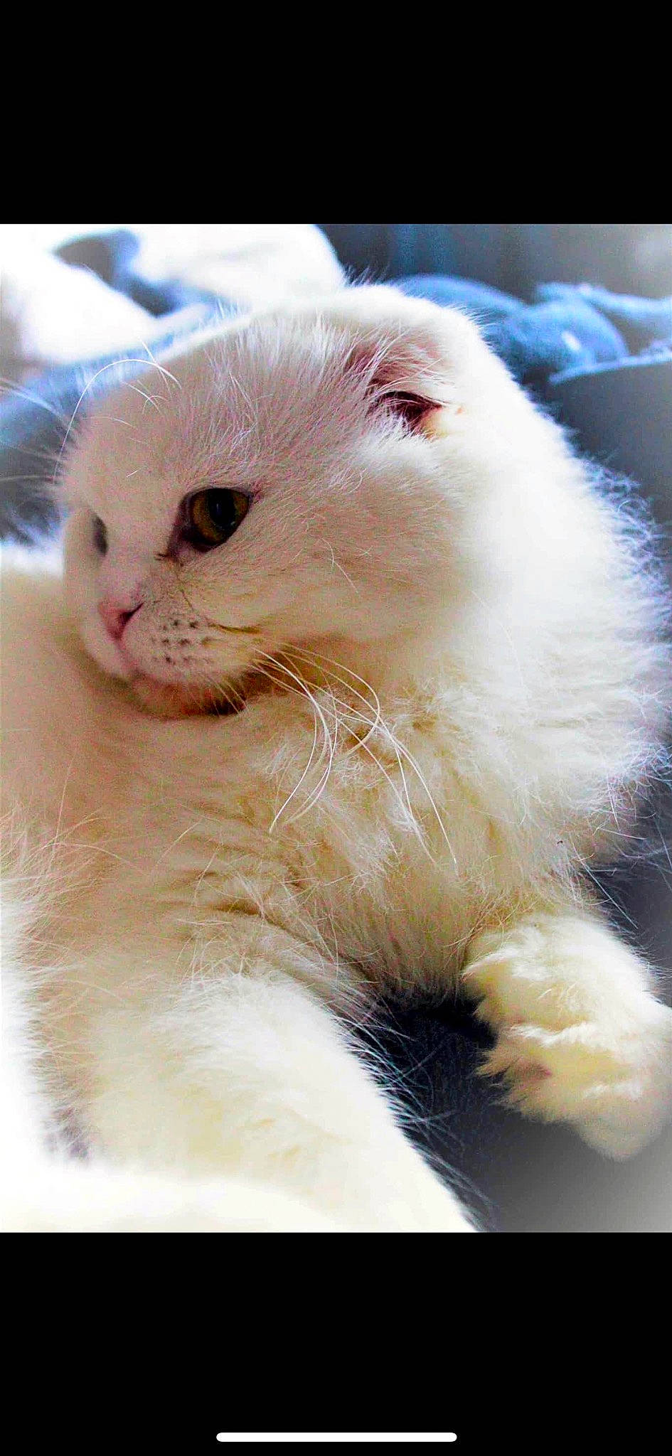 Duchesse participe au concours pour gagner de l'argent avec cette photo : carnivore, cat, claw, fawn, felidae, fur, paw, small_to_medium_sized_cats, snout, terrestrial_animal, whiskers