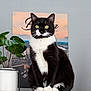 Fripouille participe au concours pour gagner de l'argent avec cette photo : black_and_white, cat, countertop, curious, decor, domestic_animal, ears, feline, fur, home, indoor, paws, pet, plant, portrait, poster, sitting, tuxedo_cat, whiskers, yellow_eyes