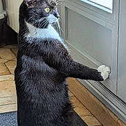 Fripouille a rejoint le concours — aidez-le/la à gagner de superbes lots ! alert, animal, black_and_white_fur, cat, curious, domestic_cat, door, feline, household, indoor, looking_outside, mat, paw, pet, side_view, standing, tile_floor, tuxedo_cat, whiskers, window