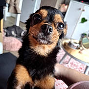 Right a rejoint le concours — aidez-le/la à gagner de superbes lots ! puppy, dog, black_and_tan, portrait, close_up, pet, animal, fur, face, eyes, nose, whiskers, sitting, indoor, home, desk, plant, human_arm, cozy, photography