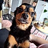 puppy, dog, black_and_tan, portrait, close_up, pet, animal, fur, face, eyes, nose, whiskers, sitting, indoor, home, desk, plant, human_arm, cozy, photography